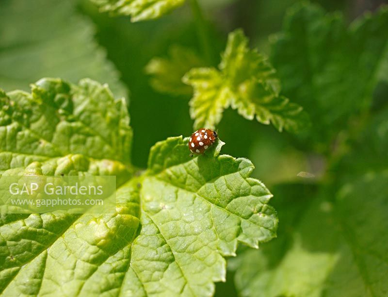 Myrrha 18 Guttata - 18 Spot ladybird on strawberry leaf