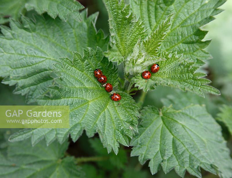 Coccinella 7 punctata - 7 Spot ladybirds on nettle leaf