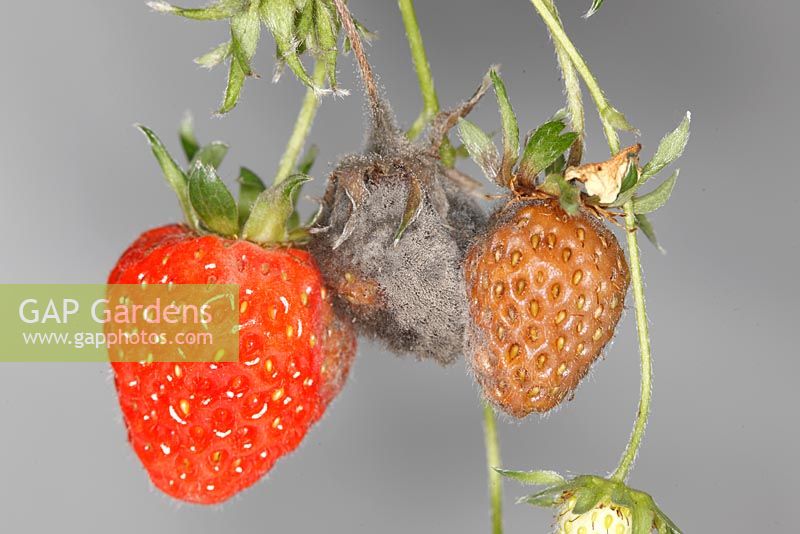 Strawberries showing brown rot and grey mould