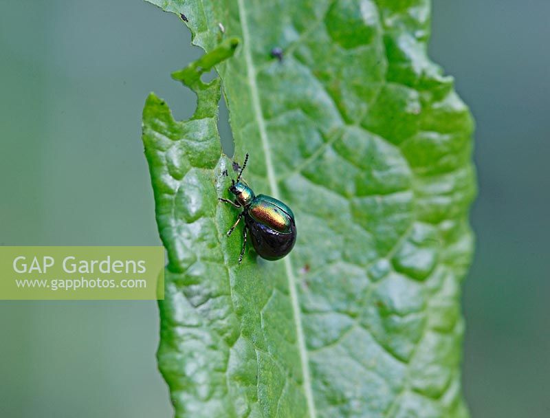 Gastrophysa viridula - Female green dock leaf beetle on dock leaf