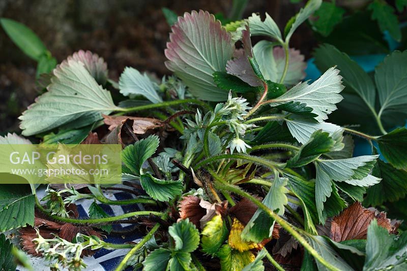 Phytophthora cactorum - Strawberry crown rot 