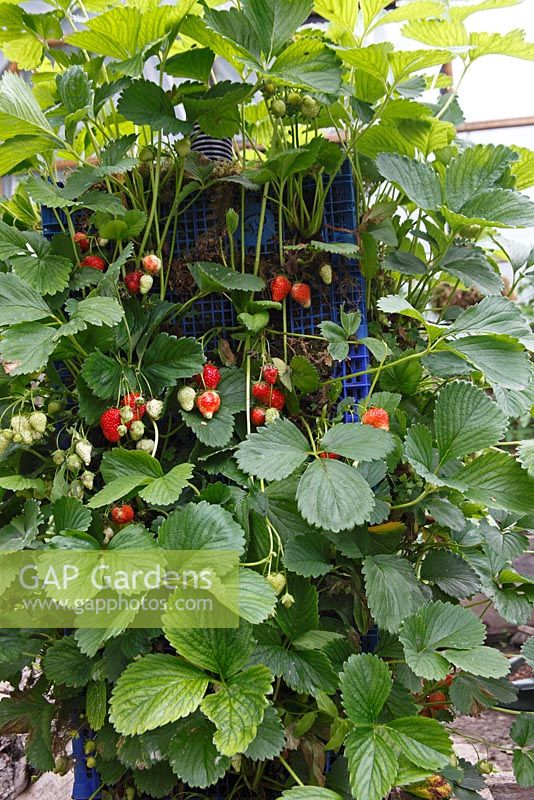 Fragaria x ananassa 'Albion Everbearer' - Strawberries ripening in plastic tray tower planter