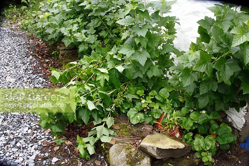 Ribes nigrum - Blackcurrant bushes damaged by wind and heavy rain