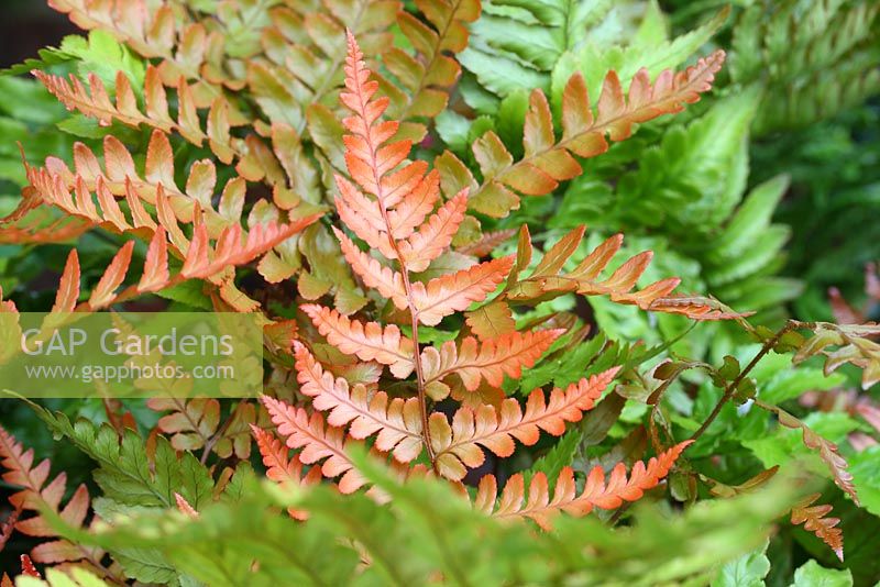 Dryopteris erythrosora - Buckler fern, showing young leaves which are orange then turning to green