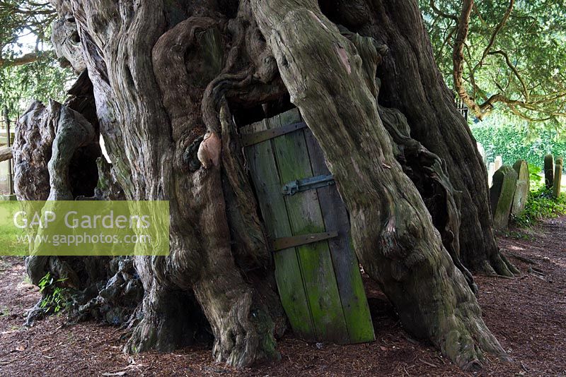 Ancient yew tree with rustic door - Crowhurst churchyard, East Sussex 
