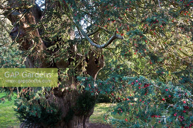 Ancient yew tree - Stanmer Park churchyard, Brightin, East Sussex