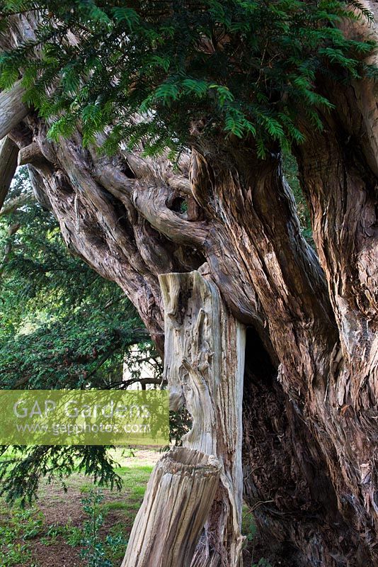 Ancient yew tree - Rotherfield churchyard, East Sussex 