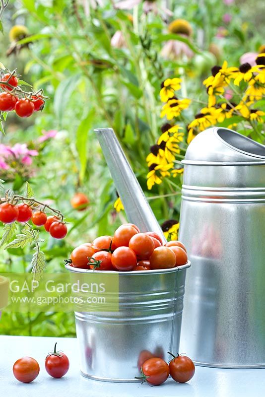 Lycopersicon pimpinellifolium - Picked Cherry tomatoes in metal bucket