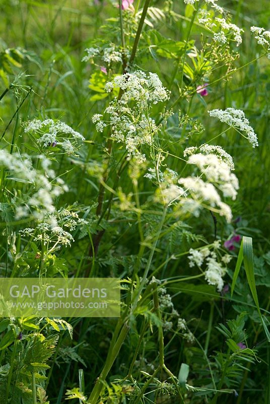 Anthriscus sylvestris - Cow Parsley in the evening light at Gowan Cottage in May