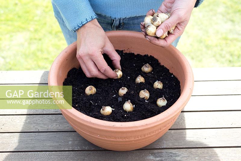 Step by step - Planting Muscari Armeniacum - Grape Hyacinths. Placing bulbs in pot