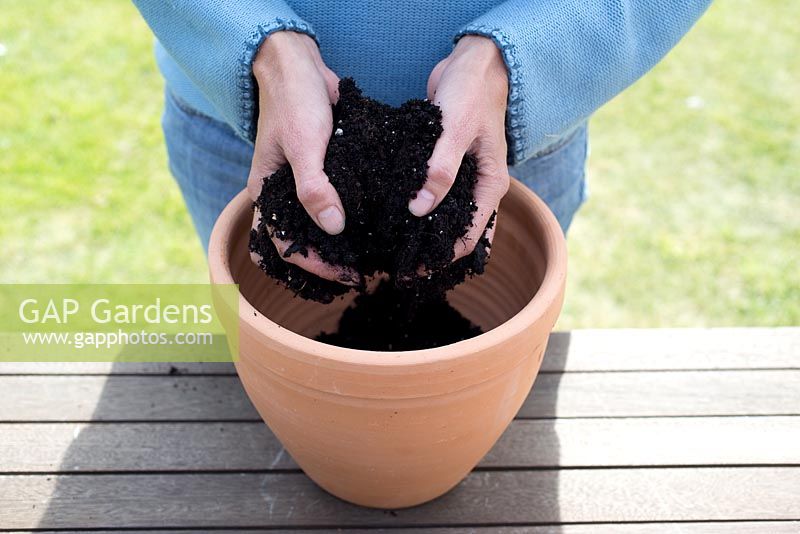 Step by step - Planting container of Hyacinth 'Peter Stuyvesant' bulbs. Adding compost