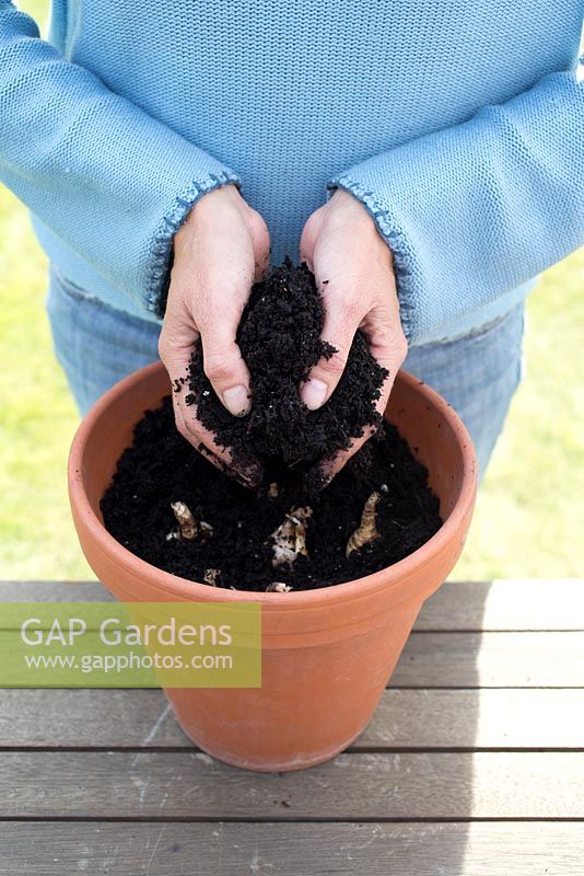 Step by step - Planting container of Narcissus 'Rip van Winkle'. Covering bulbs with compost