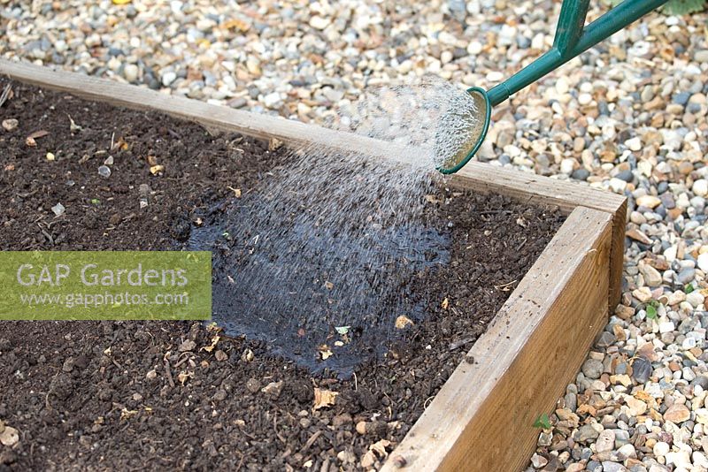 Step by step - Planting Phacelia in raised bed - Green Manure. Watering soil