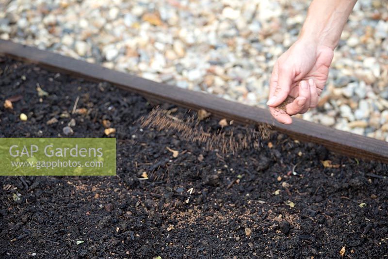 Step by step - Planting Phacelia in raised bed - Green Manure
