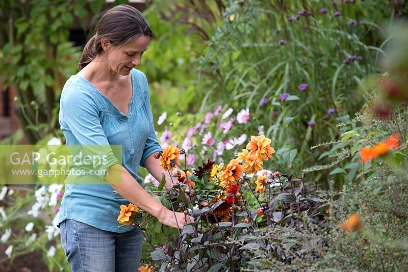 Step by step - Dahlia 'David Howard' cutting flowers