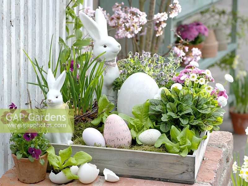 Display of spring containers - Rumex sanguineus, Lactuca, Viola cornuta, Bellis, Primula, Allium cepa and Thymus with Easter rabbits
