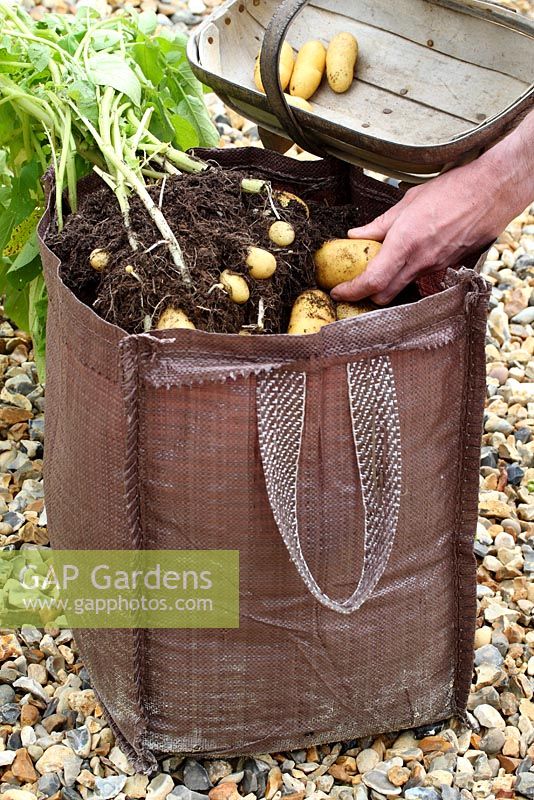 Step by step of planting seed potatoes 'Charlotte' in a growing bag - Harvesting the potatoes
