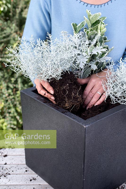 Step by step White and Silver container with Euonymus, White Chrysanthemum, Calocephalus and Cineraria maritima