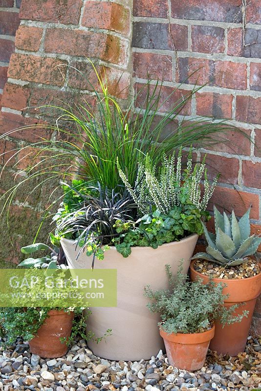 Step by step winter container with Carex, Calluna vulgaris 'Alicia' and Ophiopogon planiscapus 'Niger'