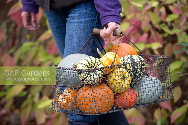 Woman holding wirebasket of harvested pumpkins and squashes