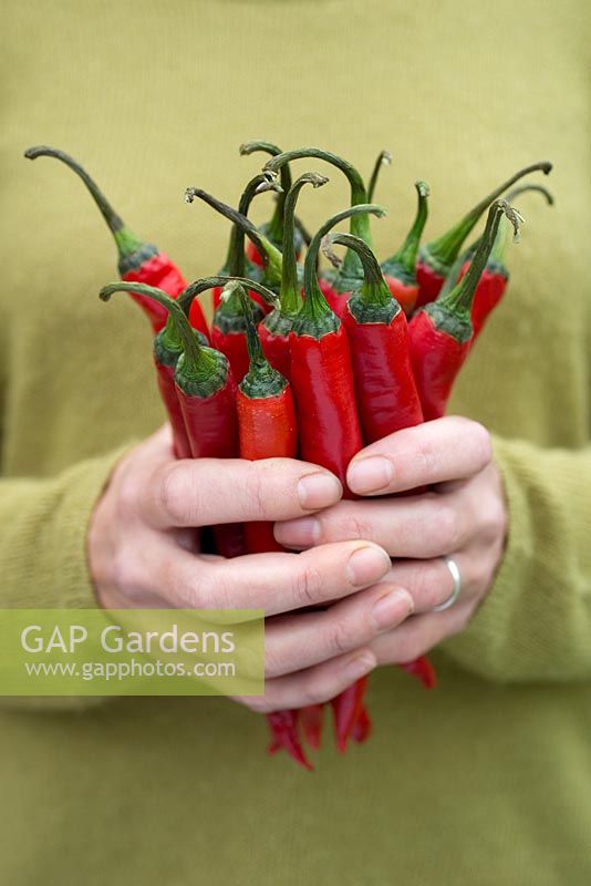Woman holding harvested Chillies