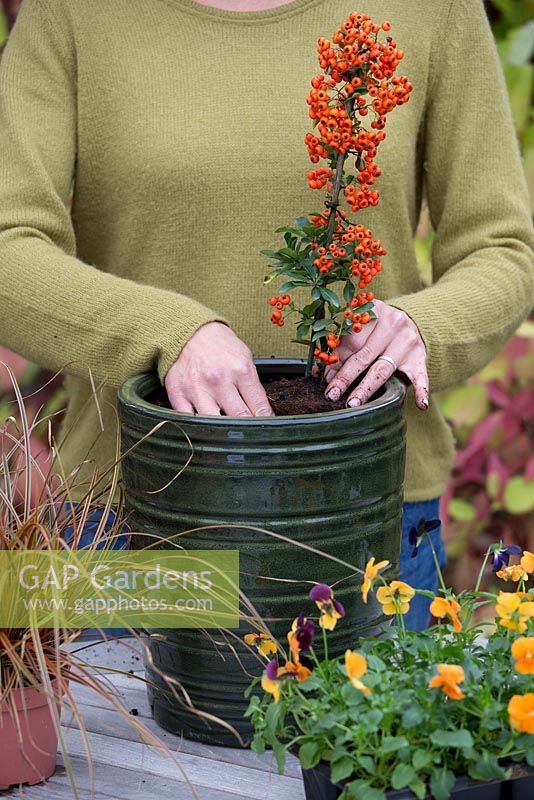 Step by step autumn container orange and black theme - with Pyracantha 'Orange Glow', Uncinia rubra 'Everflame' and Viola Sorbet 'Halloween Mix'