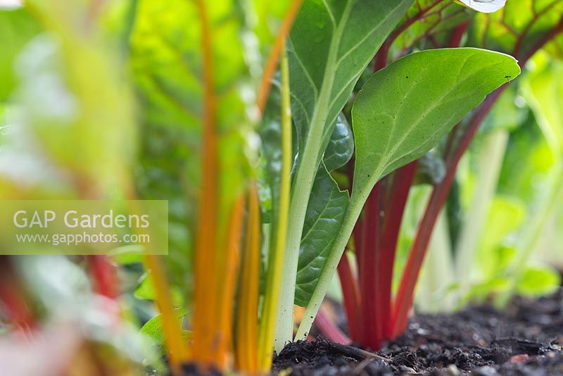 Step by step growing Swiss chard 'Bright Lights' in raised bed