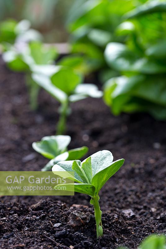 Step by step growing Broad Bean 'Aquadulce Claudia' in raised bed - young emerging bean plants