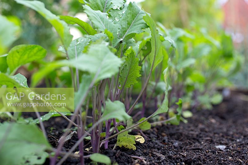 Step by step growing Kohl Rabi - young plants in raised bed