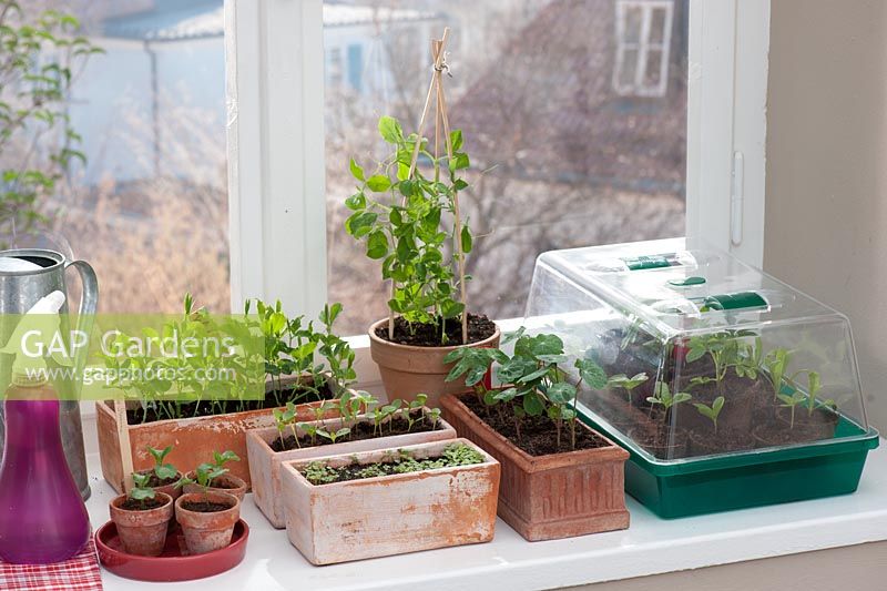 Seedlings in pots and trays on windowsill
