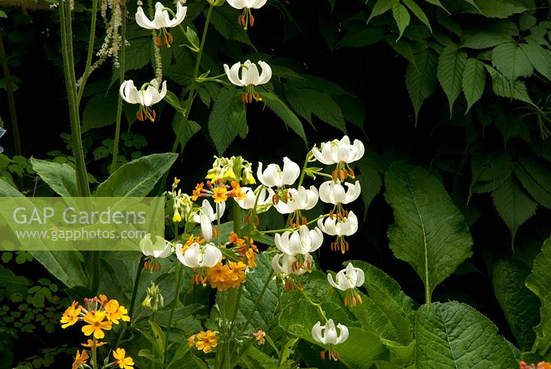 Lilium martagon var.album and Primula florindae