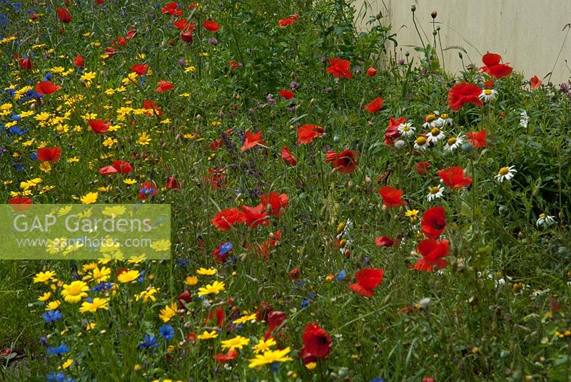 Mixed wild flower planting