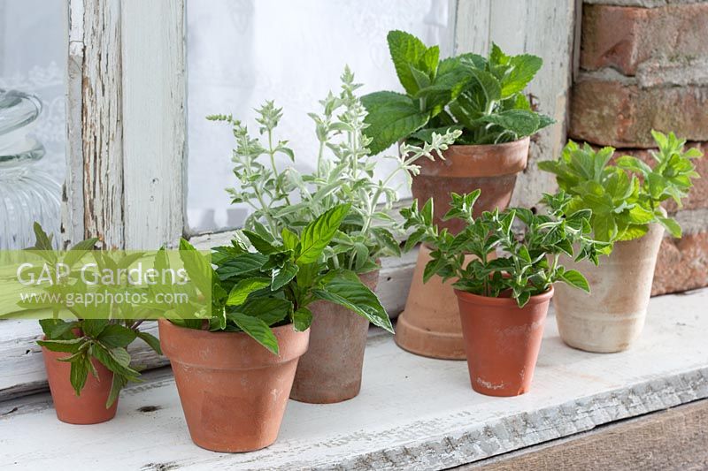 Mint varieties in pots - Mentha hollandia, Mentha piperita, Mentha longifolia 'Silver Form' and Mentha spicata