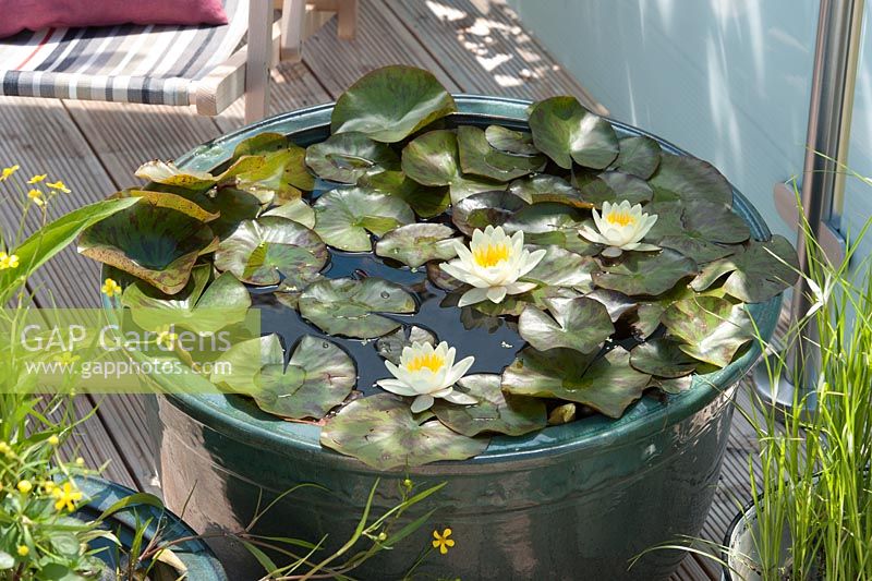 Containers arranged on deck including planting of Water Lily