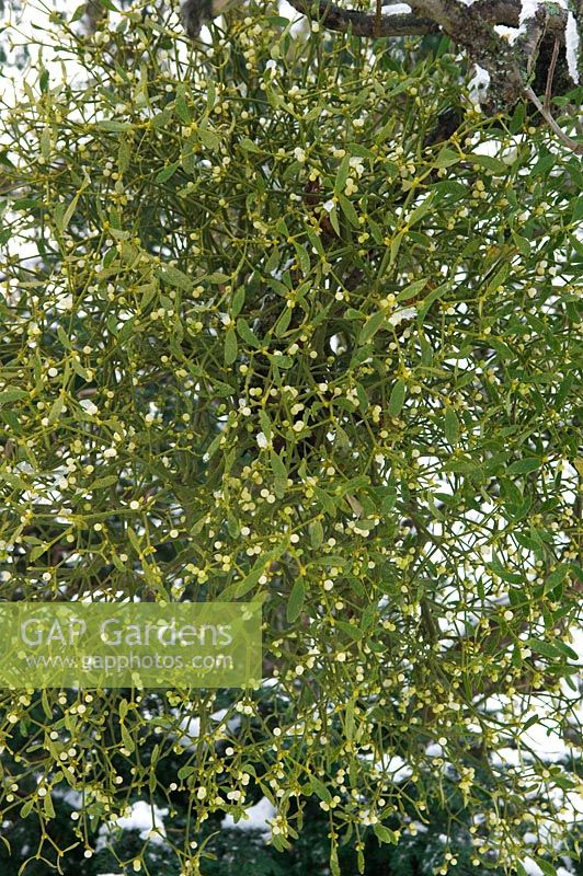 Viscum album - Mistletoe in apple tree at Helmingham Hall