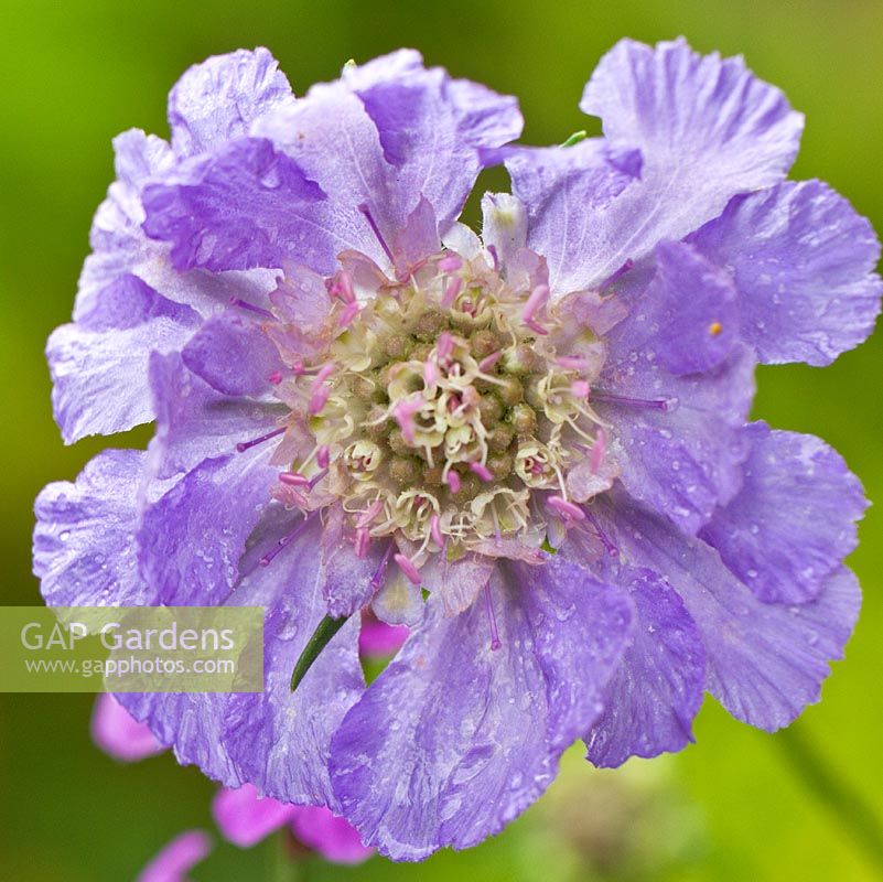 Scabiosa 'Clive Greaves' 