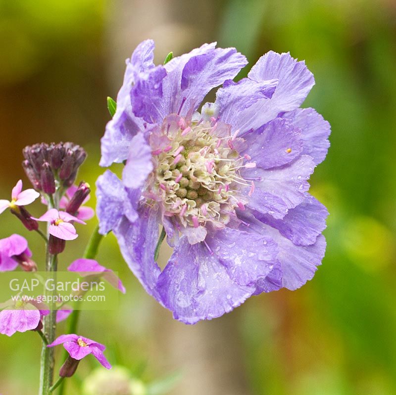  Scabiosa 'Clive Greaves' 