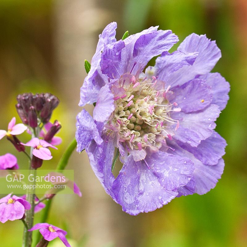 Scabiosa 'Clive Greaves' 