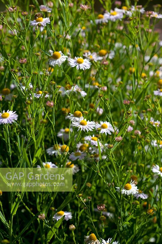 Boltonia decurrens - syn Decurrent false aster and Claspingleaf doll's daisy