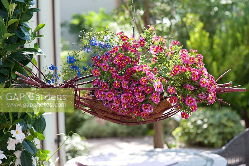 Calibrachoa Superbells 'Cherry Star' and Anagallis monelli 'Skylover' in basket made from coconut and cornus twigs