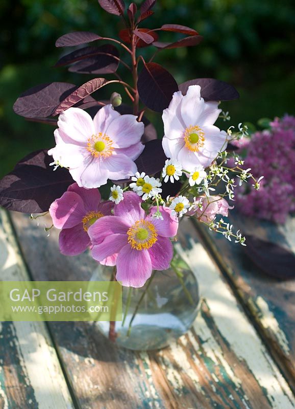 Autumn arrangement of cut flowers - Japanese Anenome, Cotinus coggygria 'Royal Purple' and feverfew