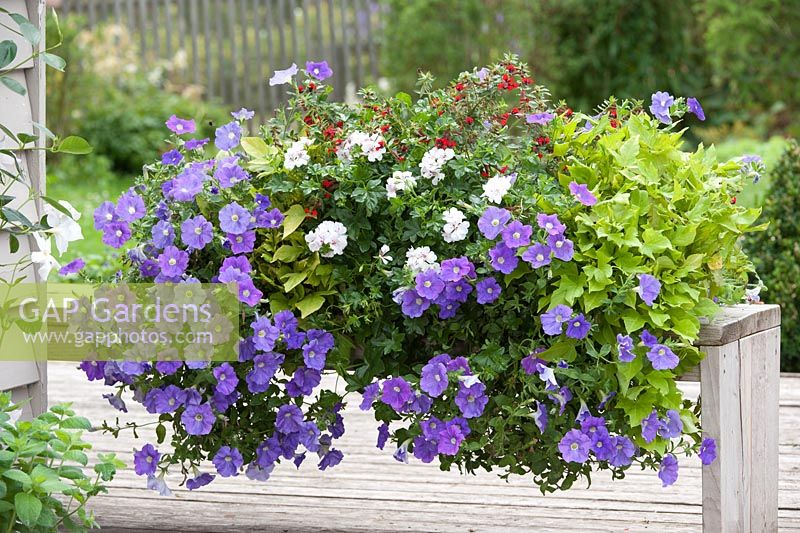 Windowbox with Petunia Cultivars - Surfinia 'Shihi Purple, Cuphea llavea 'Torpedeo', Ipomoea batatas Sweet Caroline 'Light Green' and Pelargonium peltatum