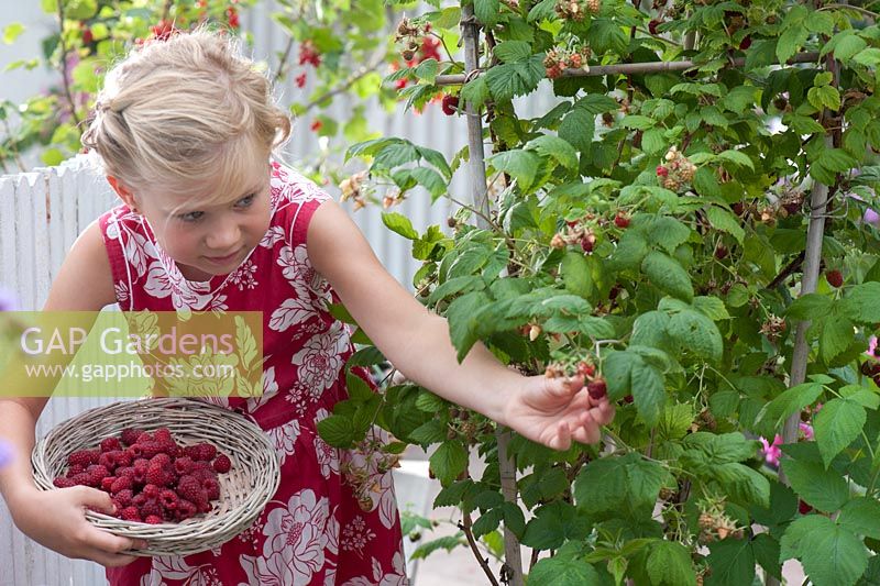 Young girl harvesting raspberries