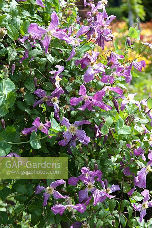 Clematis viticella 'Mrs.T. Lundell'