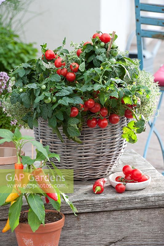 Cherry tomatoes, chilies and thyme growing in basket and clay pot