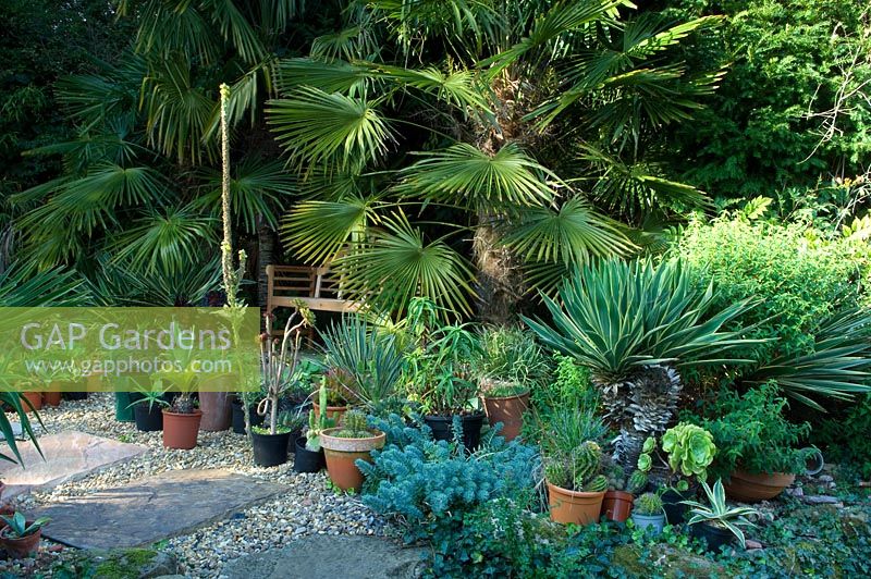 Edwin Lutyens bench with planting of Trachycarpus fortunei and collection of containers