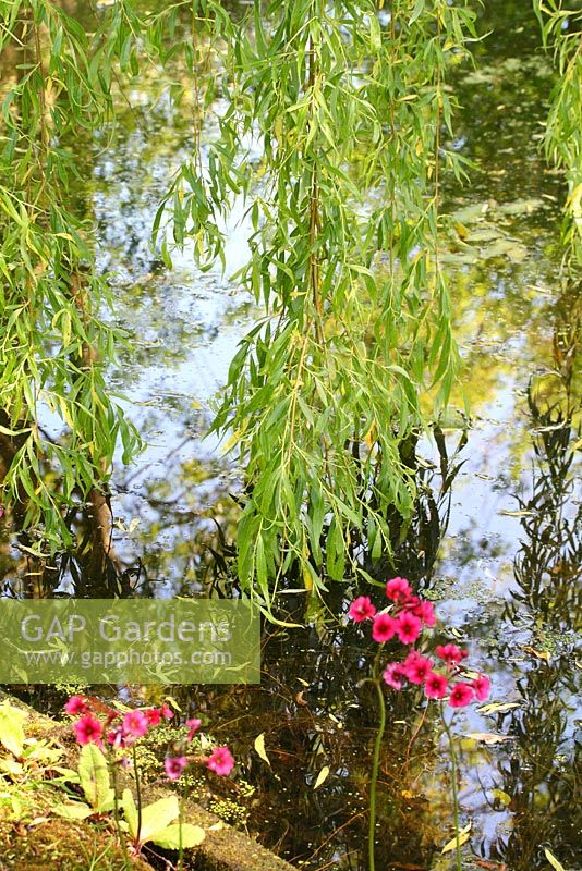 Salix - Weeping willow gently brushes the surface of the pond and candelabra primula on the bank - Sallowfield Cottage B&B, Norfolk