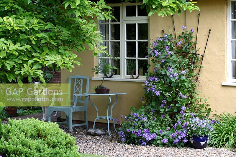 Gravel path leading to cottage entrance, seating area with bonsai in pot, Clematis 'Arabella' and Viola in container. Sallowfield Cottage B&B, Norfolk