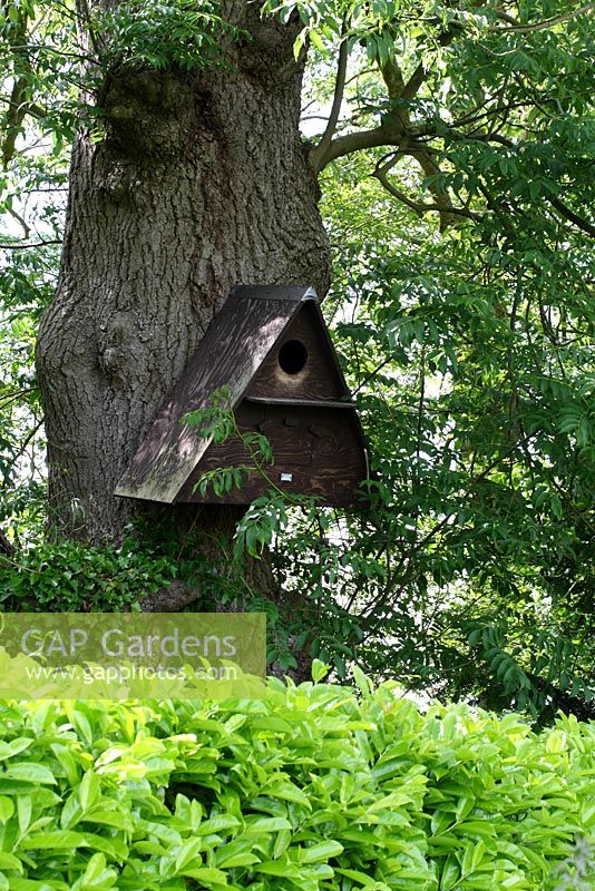 Wooden A-frame barn owl box on mature tree at the garden boundary - Sallowfield Cottage B&B, Norfolk