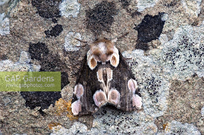 Thyatira batis - Peach blossom moth on lichen covered stone
